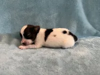 Glimmer male #1, a male Papillon for sale in Greenbrier, AR – 2 of 4