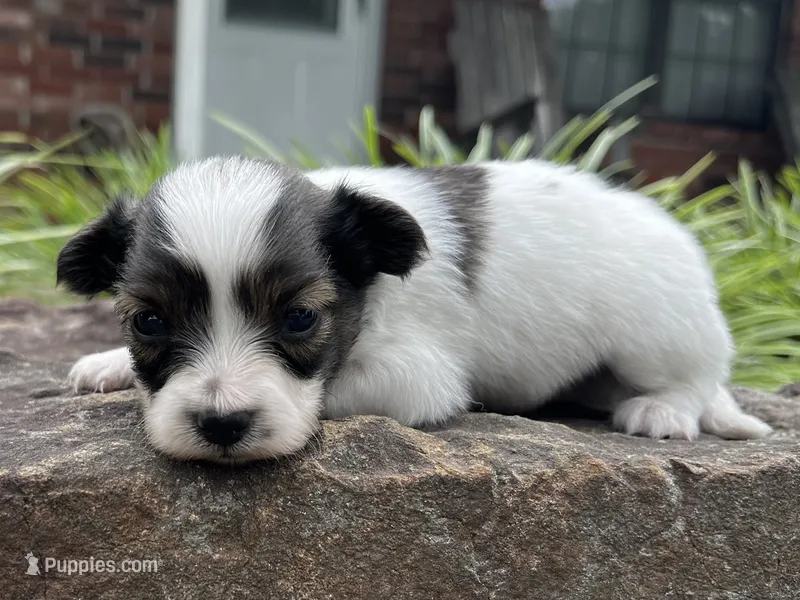 Glimmer male #1 – Papillon puppy for sale in Greenbrier, AR