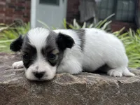 Glimmer male #1, a male Papillon for sale in Greenbrier, AR – 3 of 10