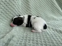 Hollys male #5, a male Papillon for sale in Greenbrier, AR – Photo 3 of 3