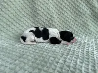 Hollys male #5, a male Papillon for sale in Greenbrier, AR – Photo 2 of 3