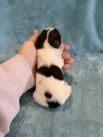 Glimmer male #1, a male Papillon for sale in Greenbrier, AR – 3 of 4