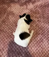 Mollys sable female , a female Papillon for sale in Greenbrier, AR – 2 of 3