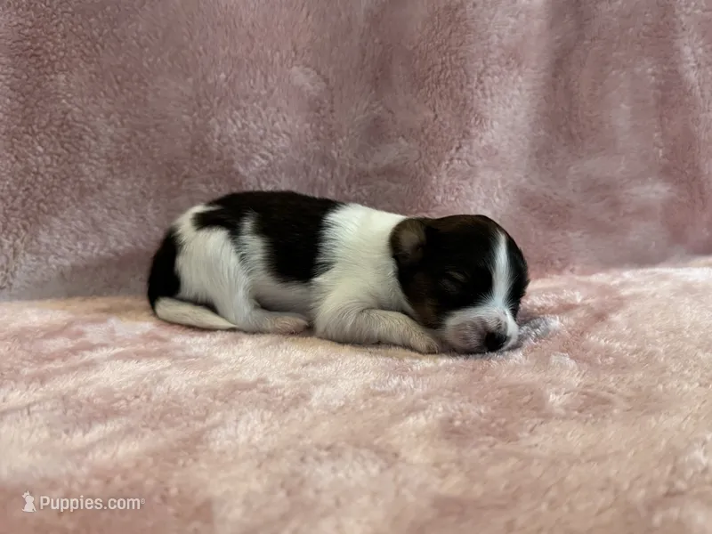 Glimmers female #1 – Papillon puppy for sale in Greenbrier, AR