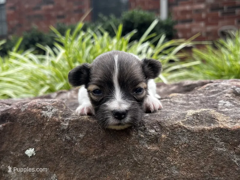 Glimmer female #2 – Papillon puppy for sale in Greenbrier, AR