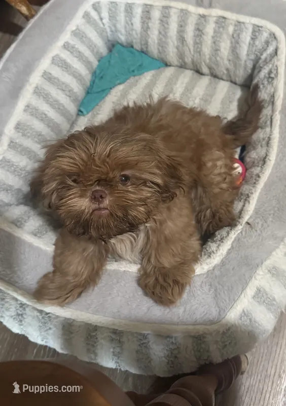 Rusty AKC – Shih Tzu puppy for sale in Washington Court House, OH