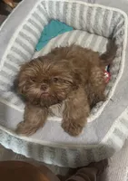Rusty AKC, a male Shih Tzu for sale in Washington Court House, OH – 1 of 7