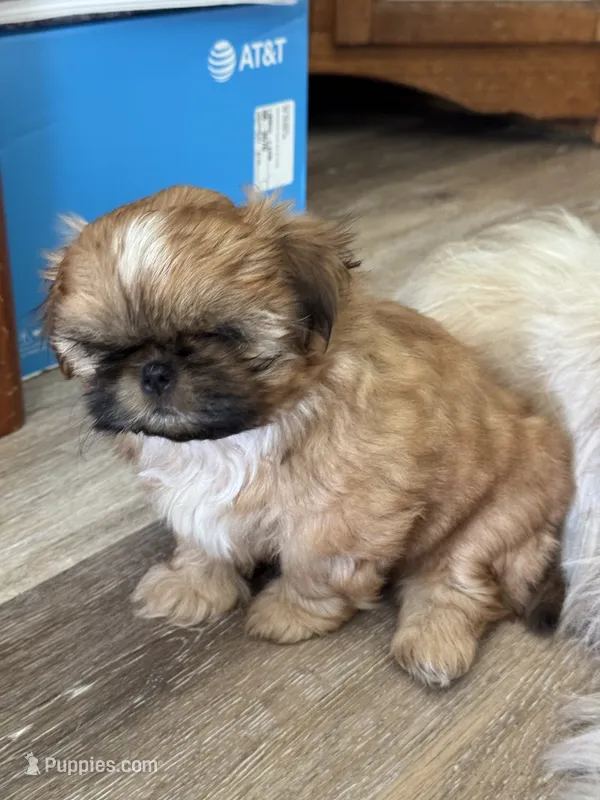 Carmel AKC – Shih Tzu puppy for sale in Washington Court House, OH