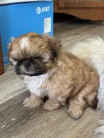 Carmel AKC, a female Shih Tzu for sale in Washington Court House, OH – 2 of 2