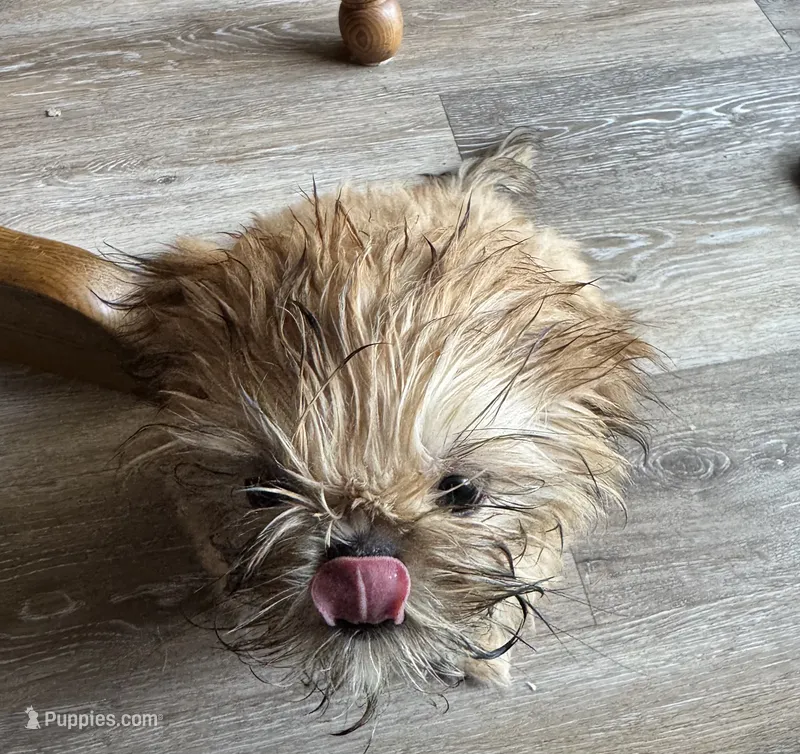 Carmel AKC – Shih Tzu puppy for sale in Washington Court House, OH