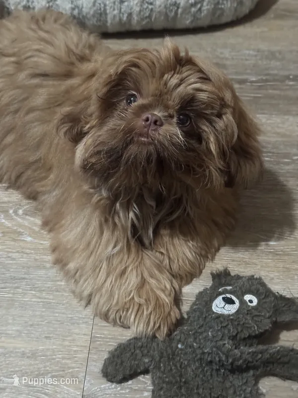 Rusty AKC – Shih Tzu puppy for sale in Washington Court House, OH