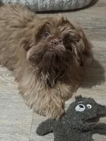 Rusty AKC, a male Shih Tzu for sale in Washington Court House, OH – 1 of 10