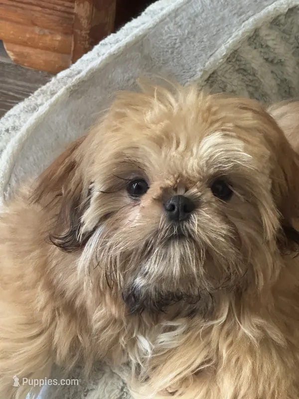 Carmel AKC – Shih Tzu puppy for sale in Washington Court House, OH