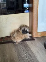 Tippy AKC, a male Shih Tzu for sale in Washington Court House, OH – 4 of 9