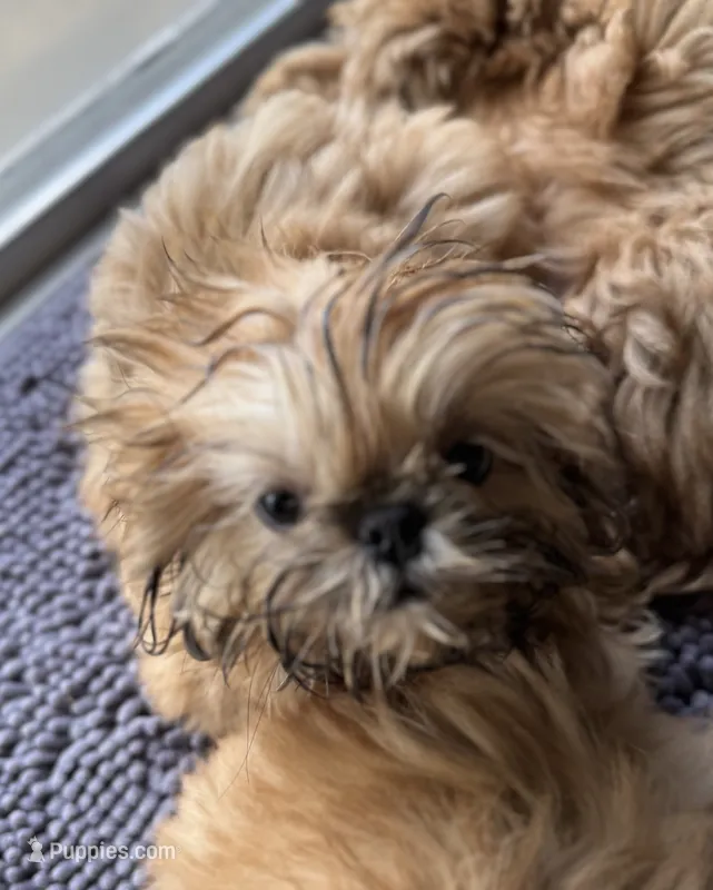 Tippy AKC – Shih Tzu puppy for sale in Washington Court House, OH