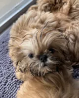 Tippy AKC, a male Shih Tzu for sale in Washington Court House, OH – 1 of 10