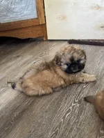 Tippy AKC, a male Shih Tzu for sale in Washington Court House, OH – 5 of 9