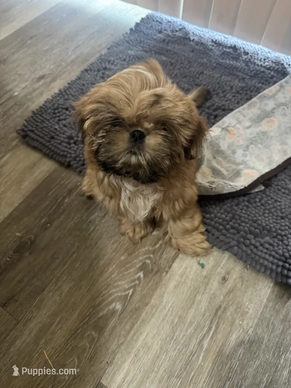 Carmel AKC – Shih Tzu puppy for sale in Washington Court House, OH