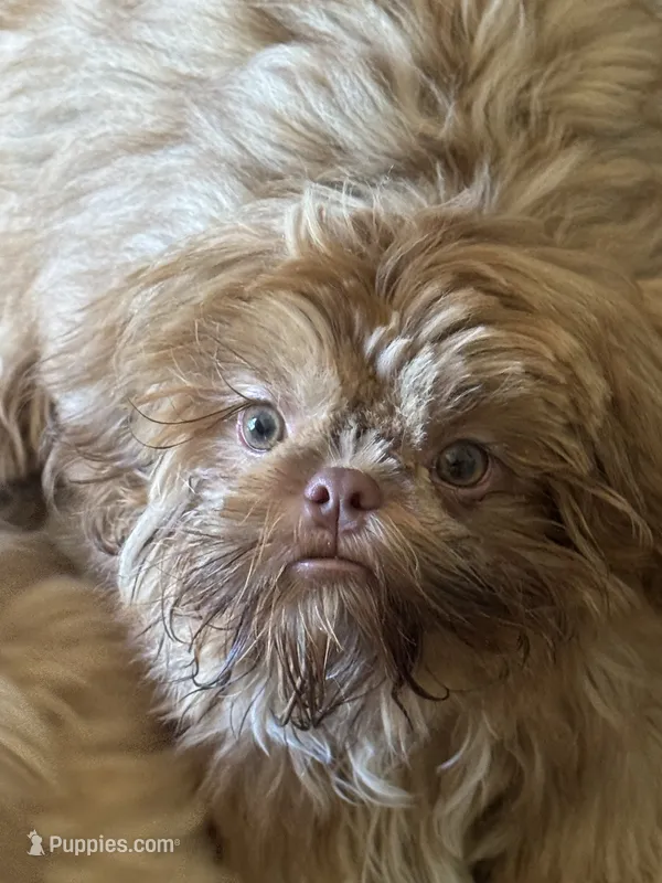 Rusty AKC – Shih Tzu puppy for sale in Washington Court House, OH