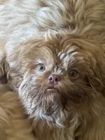 Rusty AKC, a male Shih Tzu for sale in Washington Court House, OH – 2 of 10