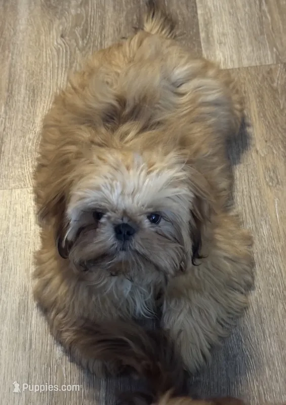 Tippy AKC – Shih Tzu puppy for sale in Washington Court House, OH