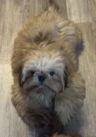 Tippy AKC, a male Shih Tzu for sale in Washington Court House, OH – 1 of 10