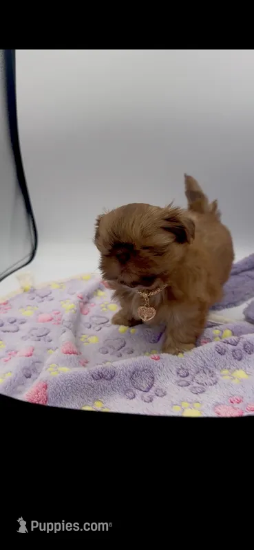 Penny AKC – Shih Tzu puppy for sale in Washington Court House, OH