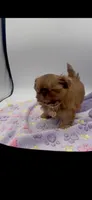 Penny AKC, a female Shih Tzu for sale in Washington Court House, OH – 1 of 1