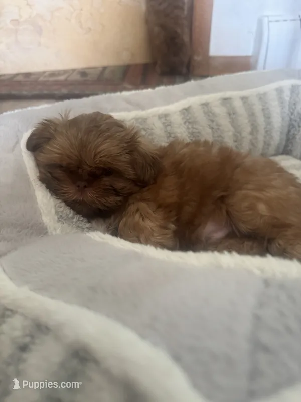 Rusty AKC – Shih Tzu puppy for sale in Washington Court House, OH