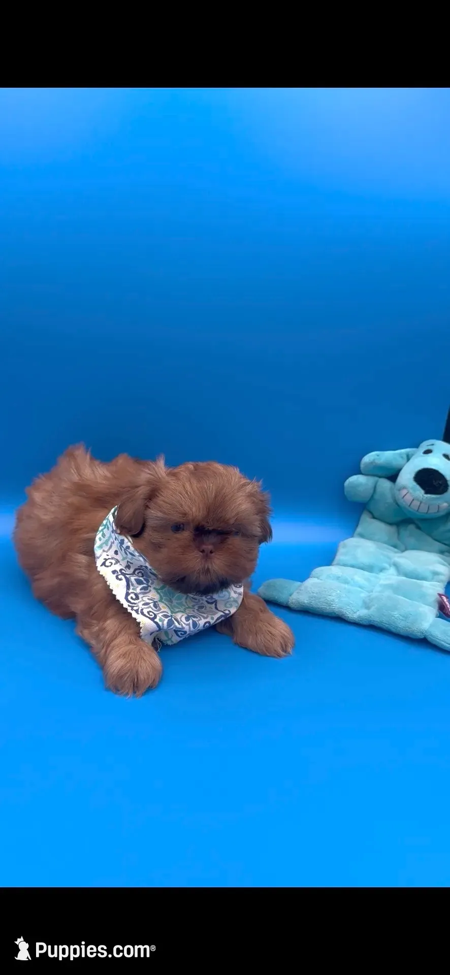 Rusty AKC, a male Shih Tzu for sale in Washington Court House, OH – 6 of 7