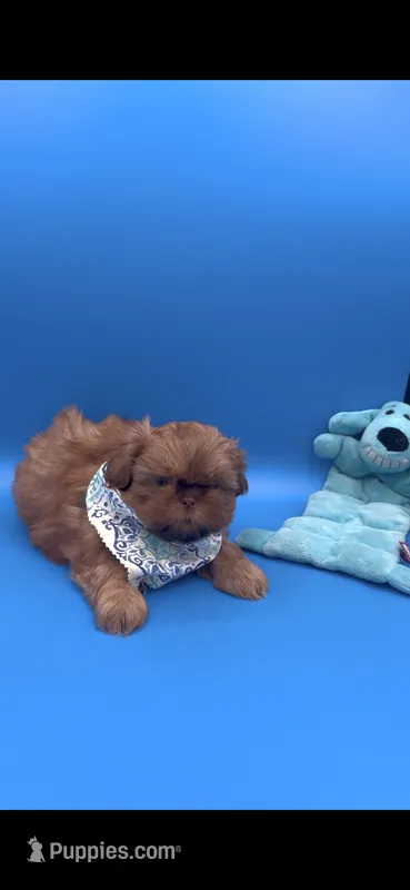 Rusty AKC – Shih Tzu puppy for sale in Washington Court House, OH