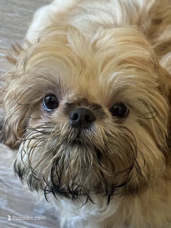 Tippy AKC – Shih Tzu puppy for sale in Washington Court House, OH