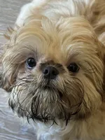 Tippy AKC, a male Shih Tzu for sale in Washington Court House, OH – 2 of 10