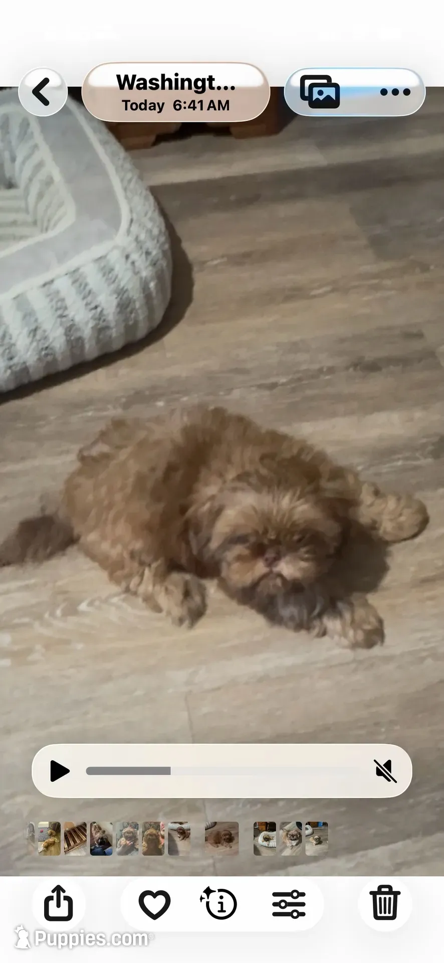 Rusty AKC, a male Shih Tzu for sale in Washington Court House, OH – 5 of 7