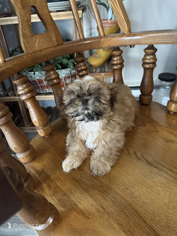 Carmel AKC – Shih Tzu puppy for sale in Washington Court House, OH