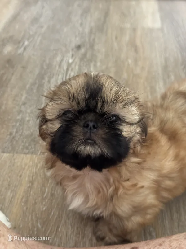 Tippy AKC – Shih Tzu puppy for sale in Washington Court House, OH