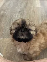 Tippy AKC, a male Shih Tzu for sale in Washington Court House, OH – 2 of 9