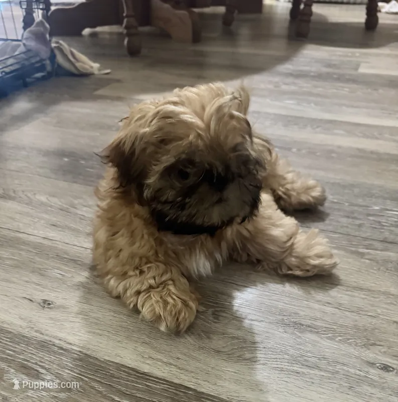 Tippy AKC – Shih Tzu puppy for sale in Washington Court House, OH