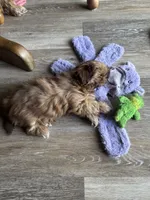 Penny AKC, a female Shih Tzu for sale in Washington Court House, OH – 3 of 3