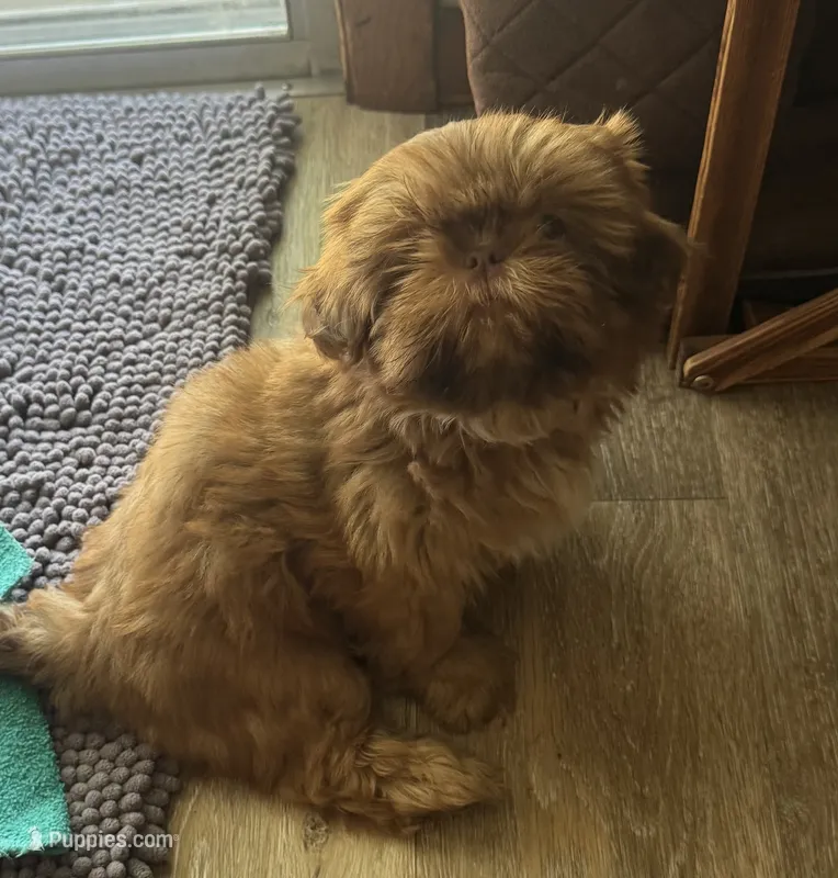 Rusty AKC – Shih Tzu puppy for sale in Washington Court House, OH