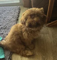 Rusty AKC, a male Shih Tzu for sale in Washington Court House, OH – 2 of 7