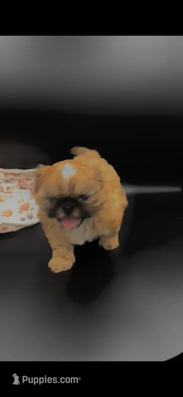 Carmel AKC – Shih Tzu puppy for sale in Washington Court House, OH