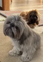 Rusty AKC, a male Shih Tzu for sale in Washington Court House, OH – 7 of 7