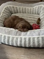 Rusty AKC, a male Shih Tzu for sale in Washington Court House, OH – 4 of 7