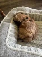 Carmel AKC, a female Shih Tzu for sale in Washington Court House, OH – 3 of 6