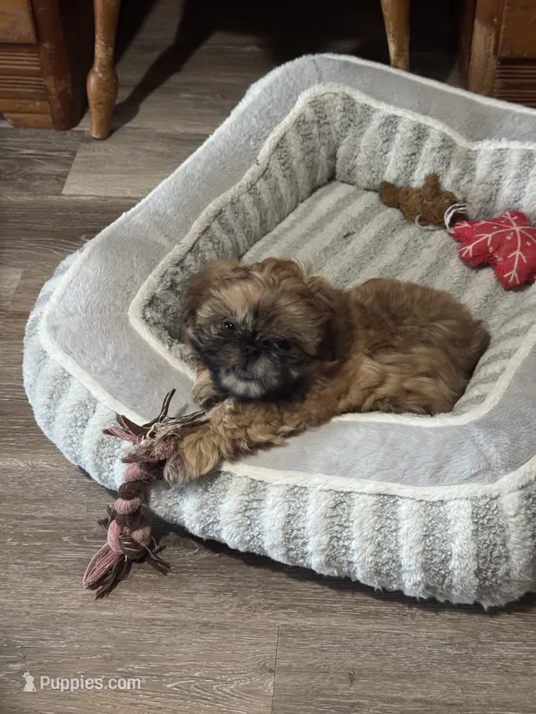 Tippy AKC – Shih Tzu puppy for sale in Washington Court House, OH