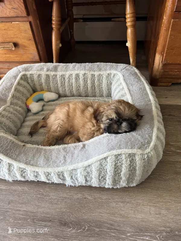 Tippy AKC – Shih Tzu puppy for sale in Washington Court House, OH