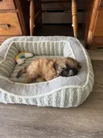Tippy AKC, a male Shih Tzu for sale in Washington Court House, OH – 6 of 9