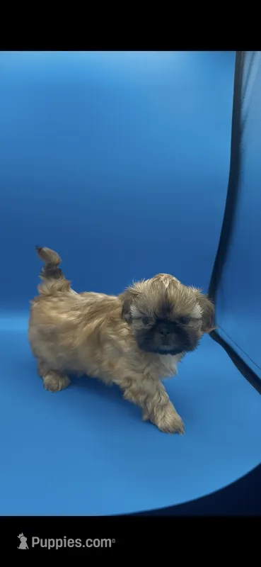 Tippy AKC – Shih Tzu puppy for sale in Washington Court House, OH