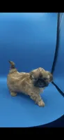Tippy AKC, a male Shih Tzu for sale in Washington Court House, OH – 1 of 1
